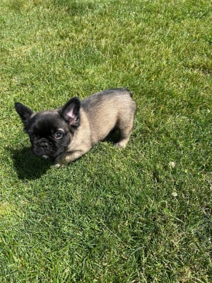 Les chiots de Bouledogue français