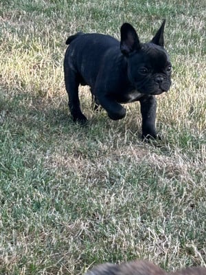 Les chiots de Bouledogue français