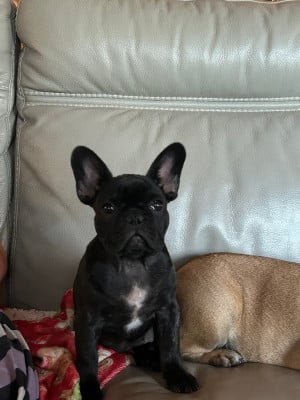 Les chiots de Bouledogue français