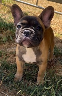 Les chiots de Bouledogue français