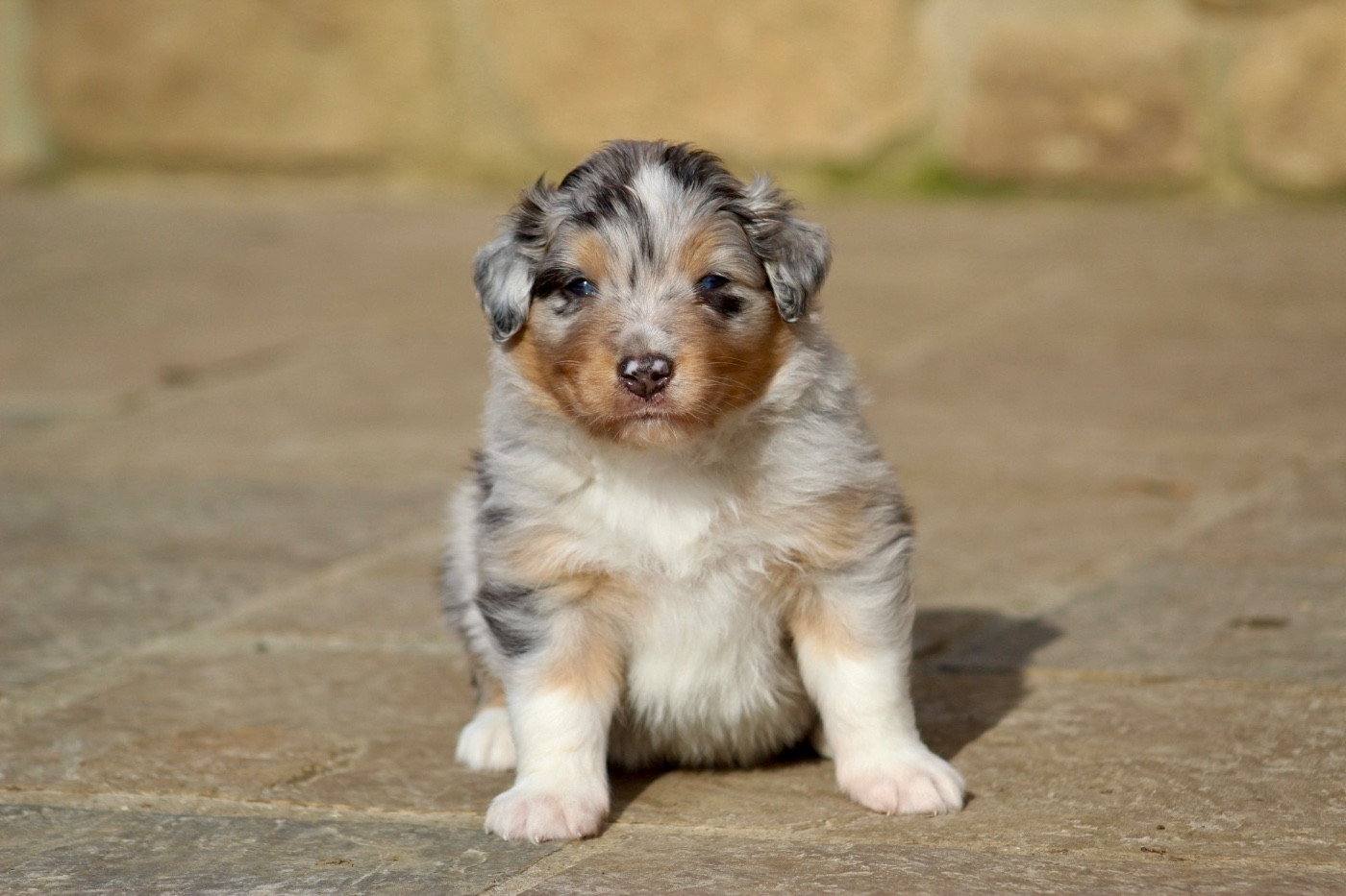 Bam - Berger Australien