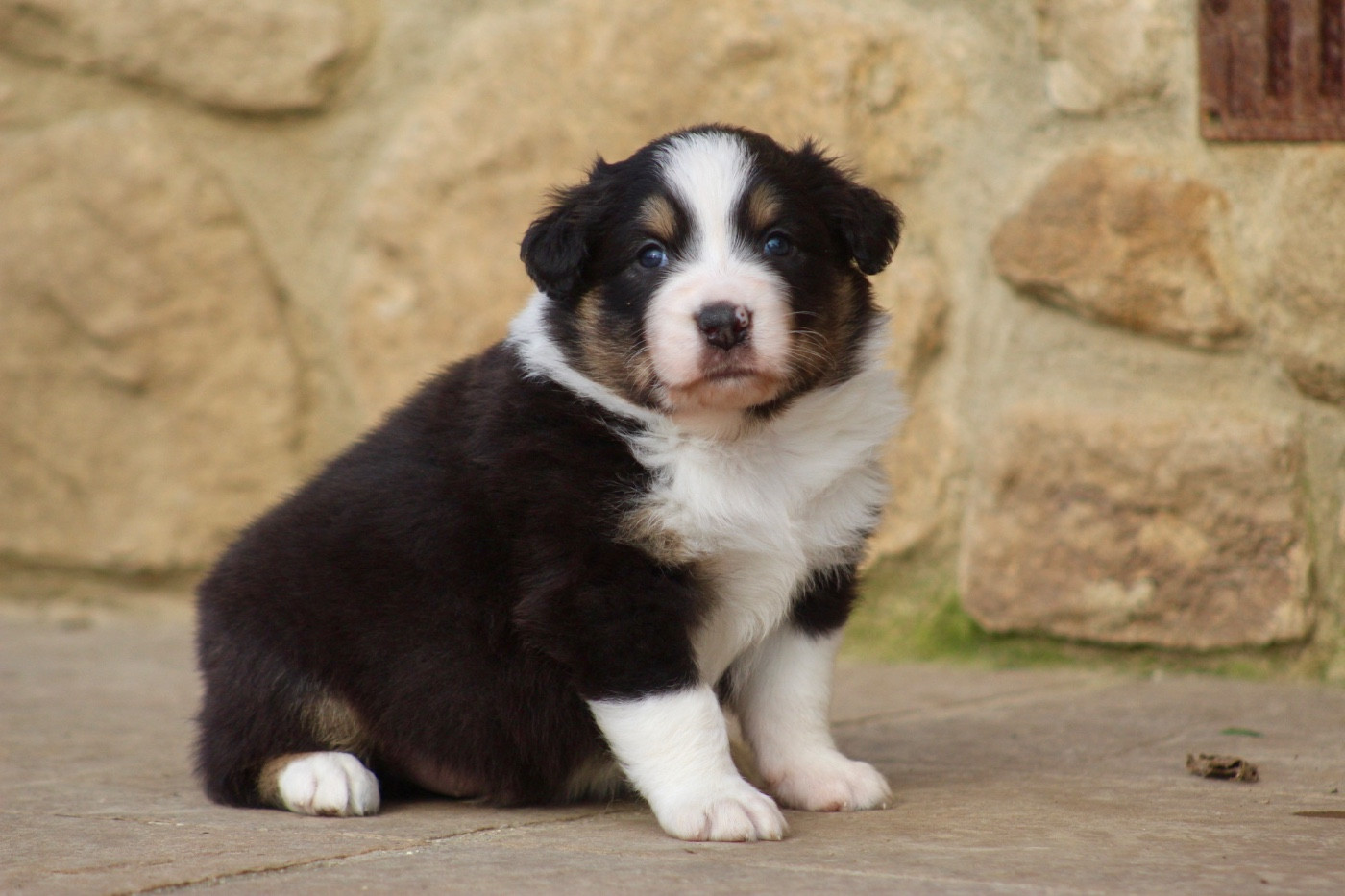 Boom - Berger Australien