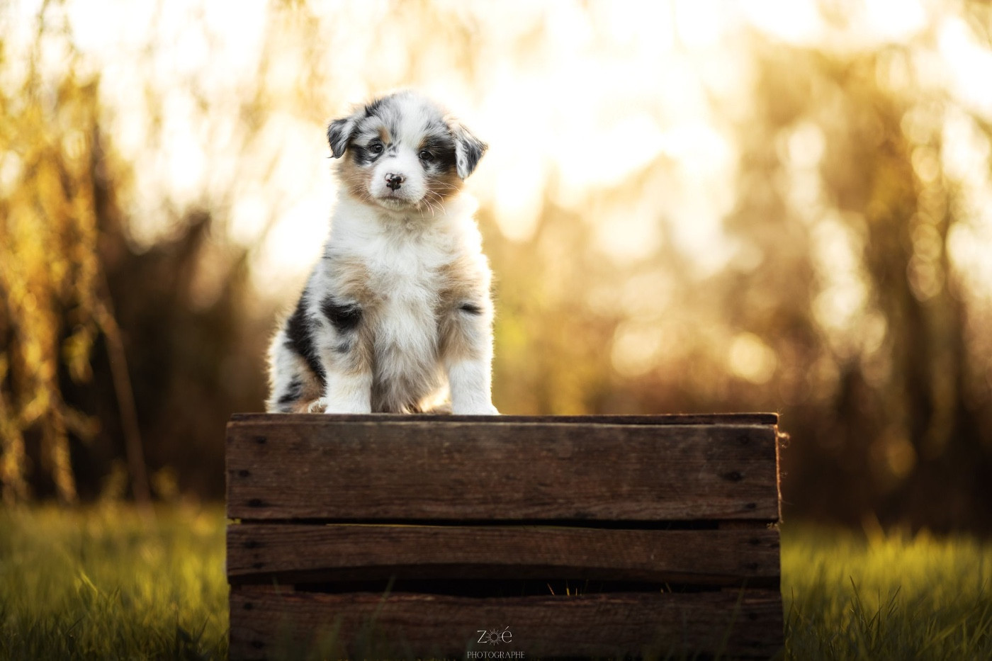 Bim - Berger Australien