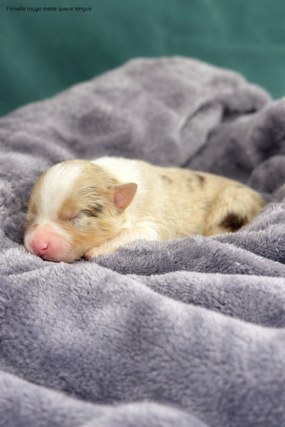 Bunny Buttercup - Berger Australien