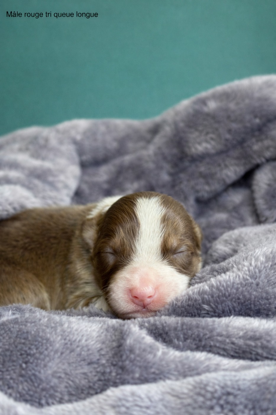 Bunny Spring Dream - Berger Australien