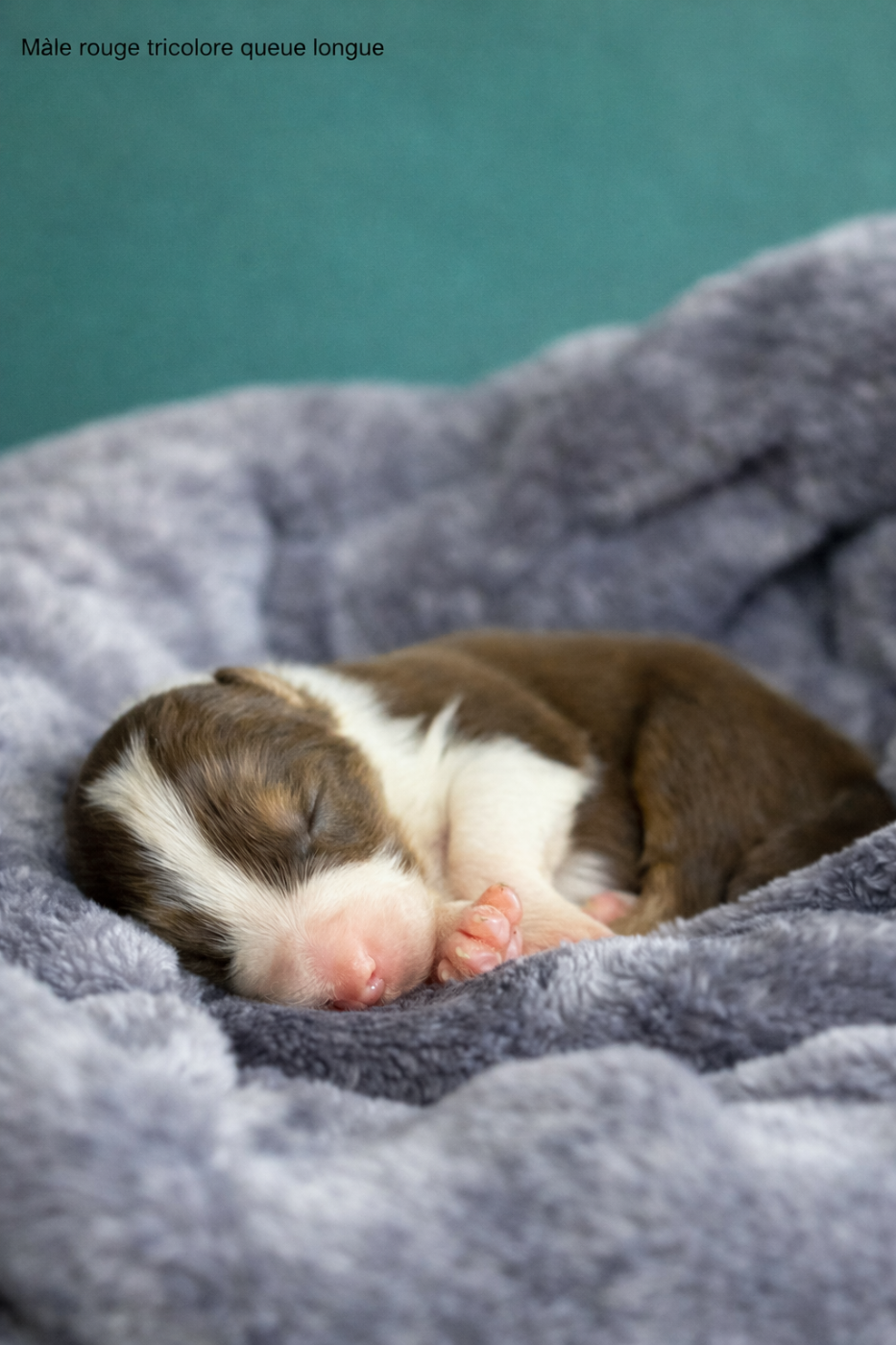 Bunny Blossom - Berger Australien
