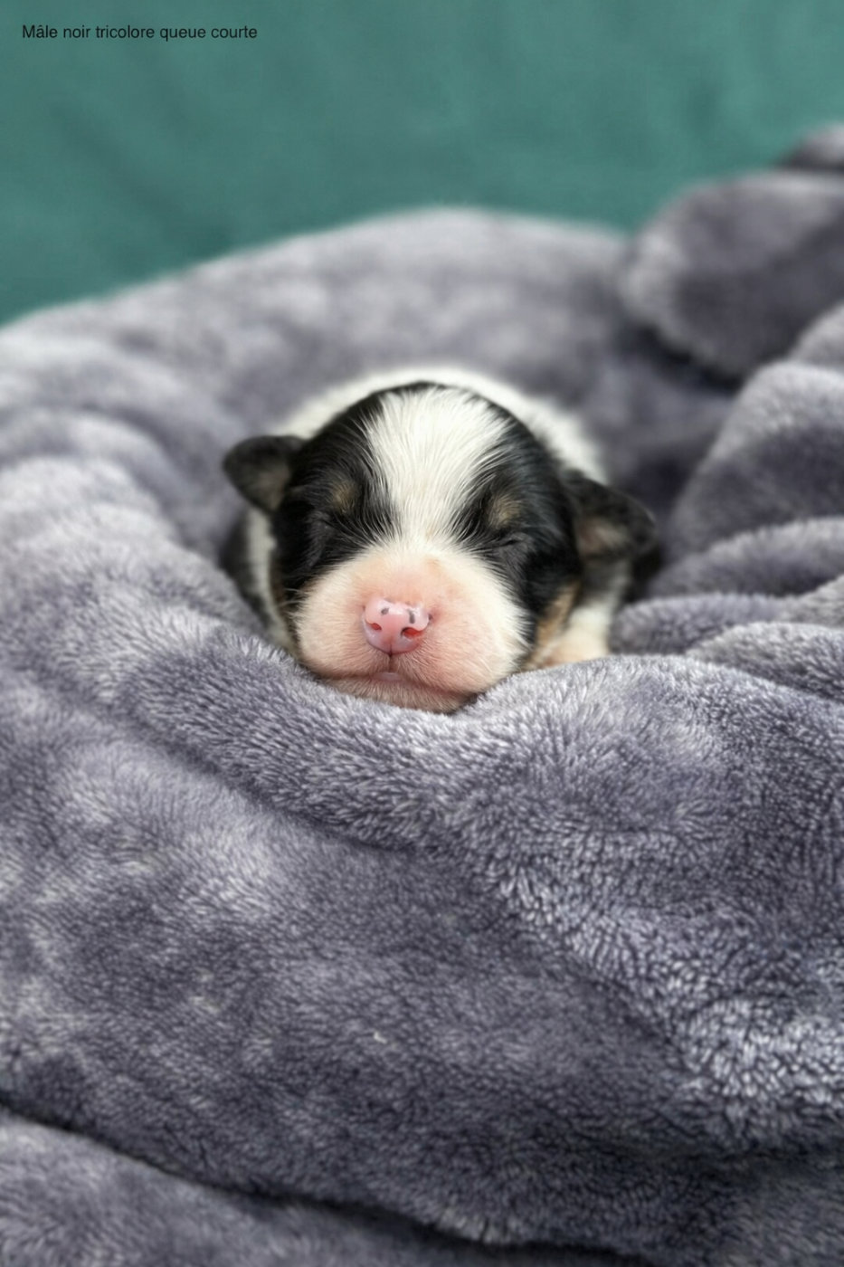Bouncy Bunny Joy - Berger Australien