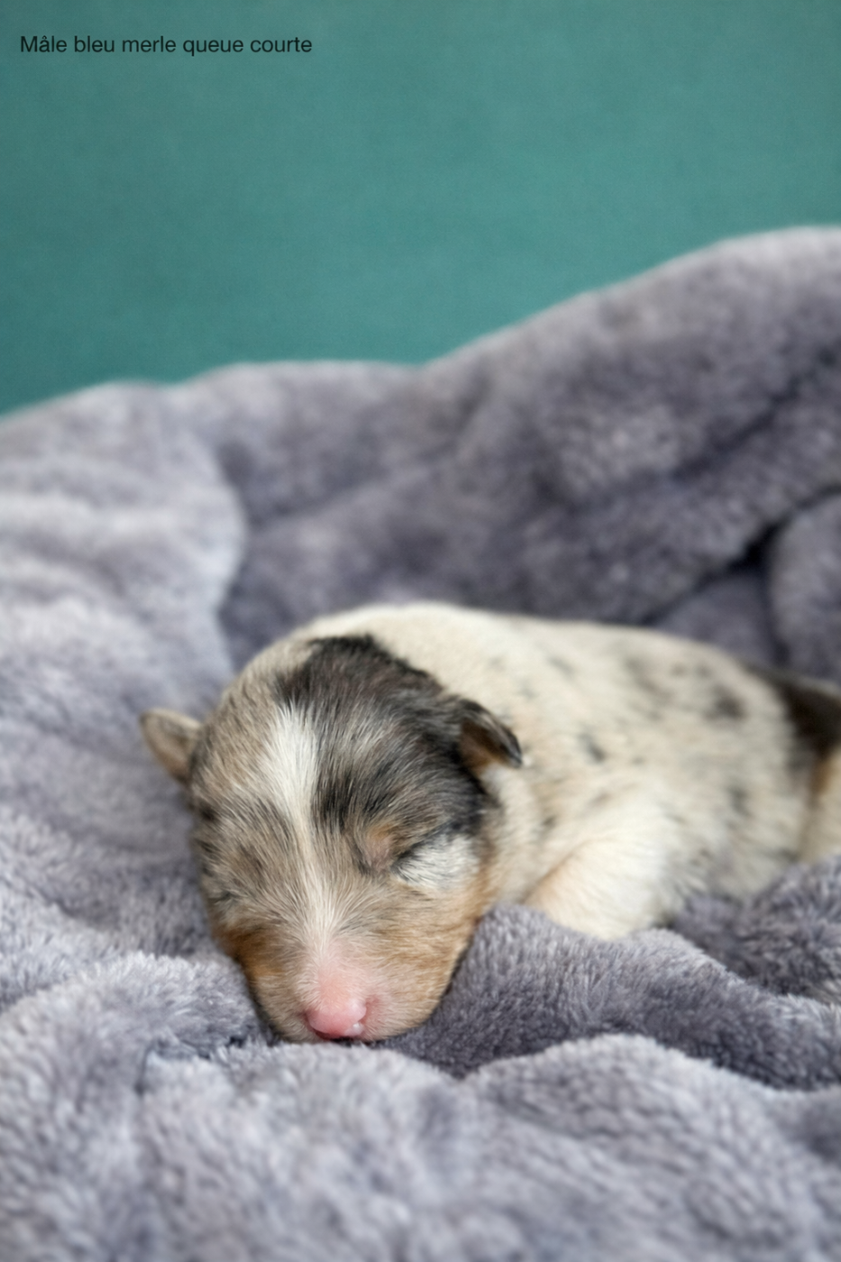 Bunny Bluebell - Berger Australien