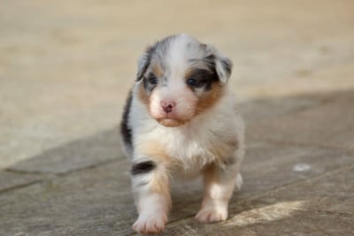 Les chiots de Berger Australien