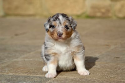 Les chiots de Berger Australien