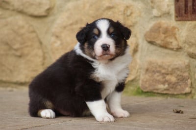 Les chiots de Berger Australien