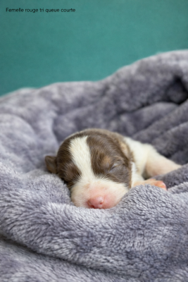 Les chiots de Berger Australien