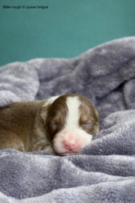 Les chiots de Berger Australien