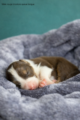 Les chiots de Berger Australien
