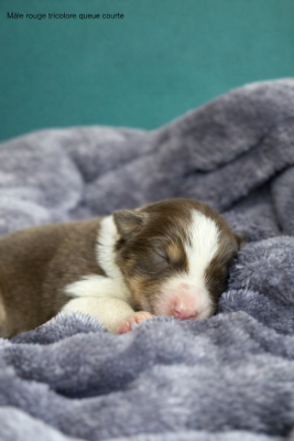 Les chiots de Berger Australien