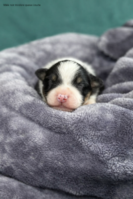Les chiots de Berger Australien