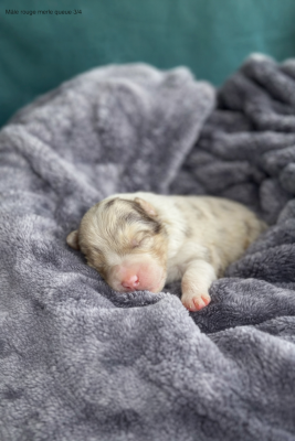Les chiots de Berger Australien