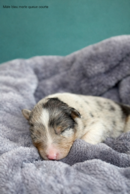 Les chiots de Berger Australien