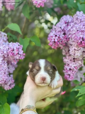 Les chiots de Berger Australien