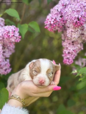 Les chiots de Berger Australien