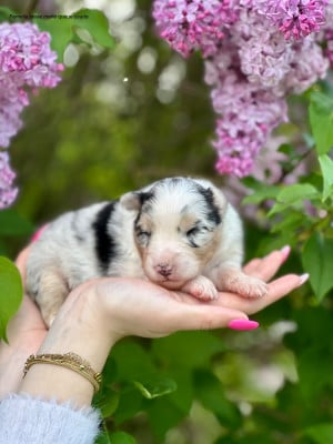 Les chiots de Berger Australien