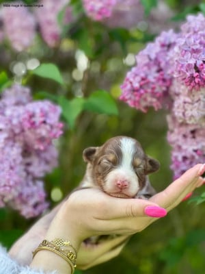 Les chiots de Berger Australien