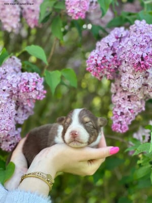 Les chiots de Berger Australien