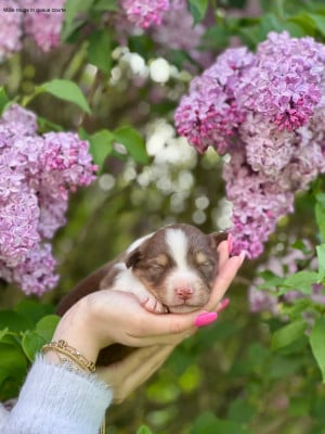 Les chiots de Berger Australien