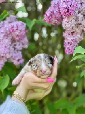 Les chiots de Berger Australien