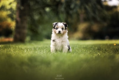 Les chiots de Berger Australien