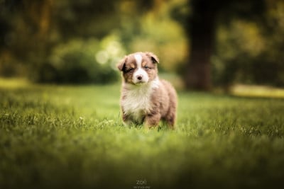 Les chiots de Berger Australien
