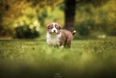 Les chiots de Berger Australien