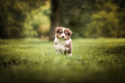 Les chiots de Berger Australien