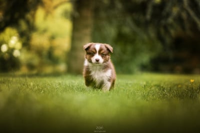 Les chiots de Berger Australien