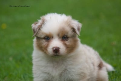 Les chiots de Berger Australien