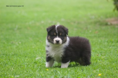 Les chiots de Berger Australien