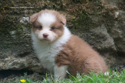 Les chiots de Berger Australien