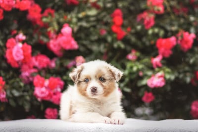 Les chiots de Berger Australien
