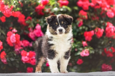 Les chiots de Berger Australien