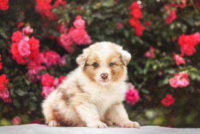 Les chiots de Berger Australien