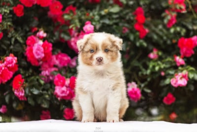 Les chiots de Berger Australien