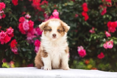 Les chiots de Berger Australien