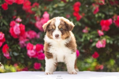 Les chiots de Berger Australien