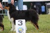 Lola star snow winner - 3ème TP - classe puppy femelle