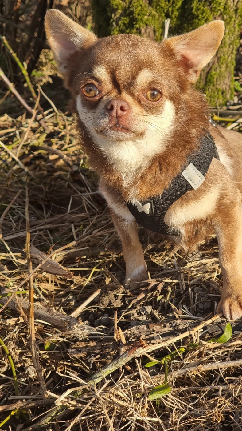 Upside down magic des ptits dragons de cupidon