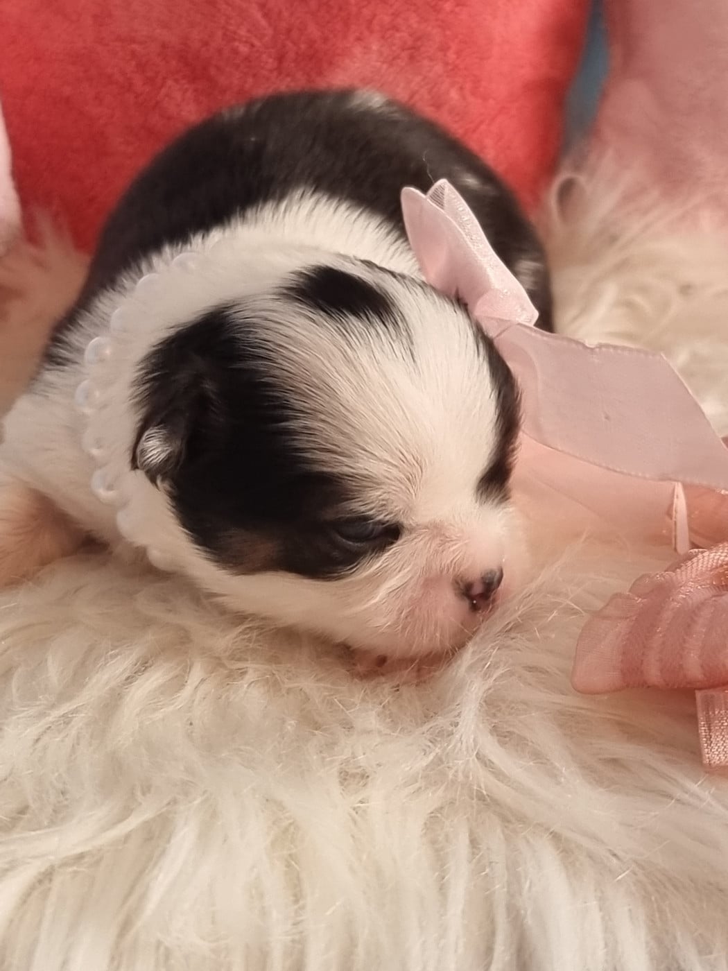 Chihuahua - Du Bonheur De Kaïza