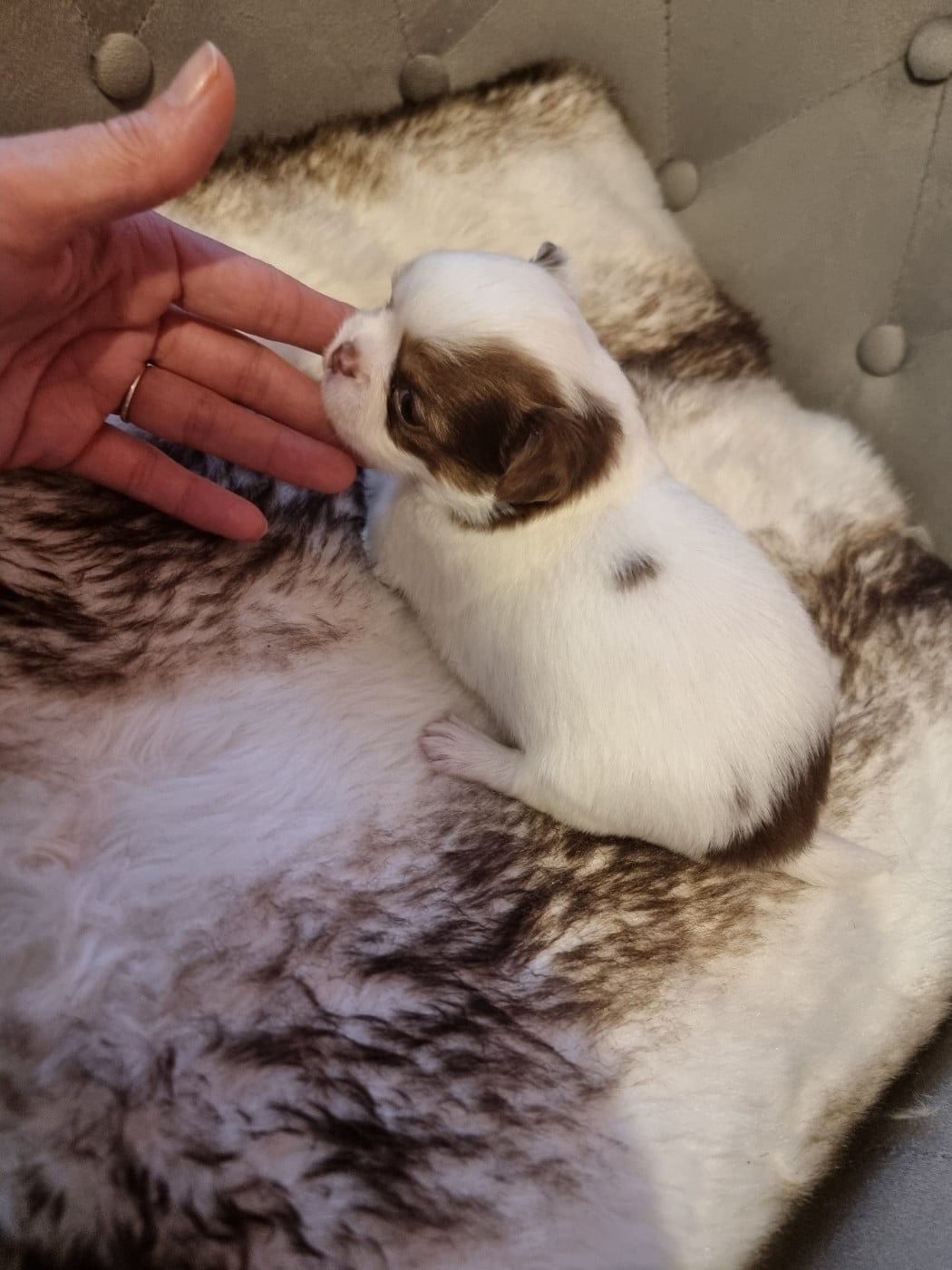 Chihuahua - Du Bonheur De Kaïza