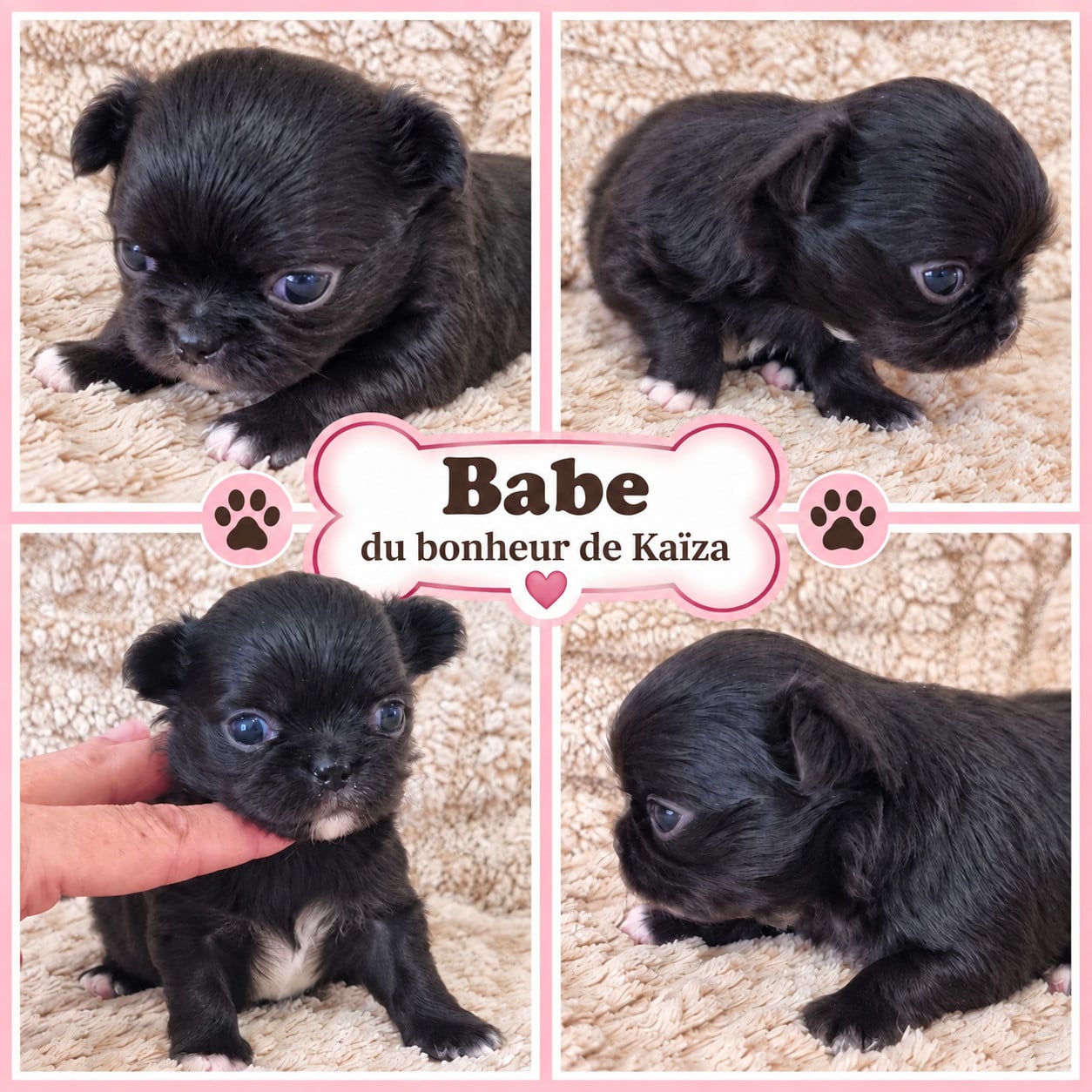 Chihuahua - Du Bonheur De Kaïza