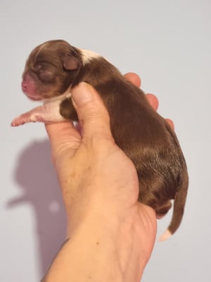 Les chiots de Chihuahua