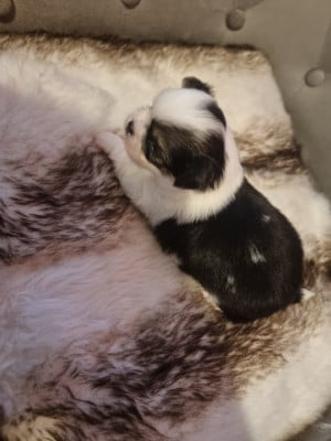 Les chiots de Chihuahua